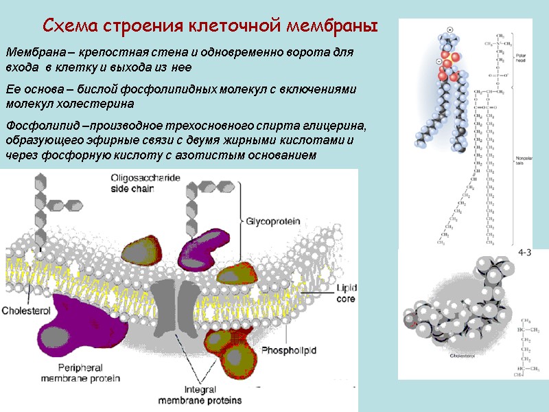 Схема строения клеточной мембраны Мембрана – крепостная стена и одновременно ворота для входа 